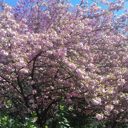 La Macchia Σπίτι διακοπών Botrugno